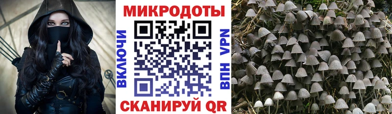 Псилоцибиновые грибы Psilocybe  Купить где  Нерюнгри 
